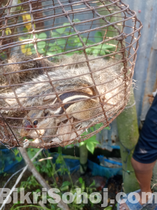 কাঠবিড়ালি